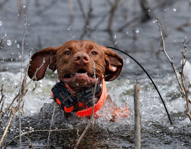 Reputable vizsla 2024 breeders