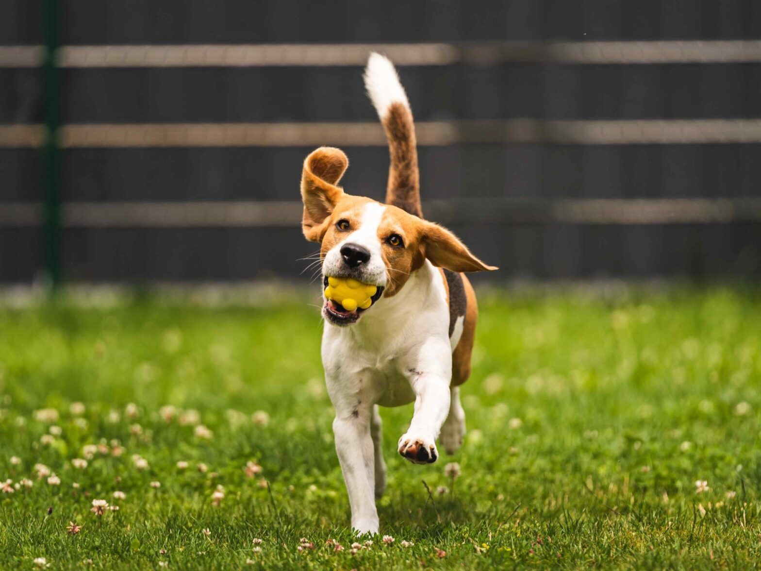 A beagle dog is running with a yellow ball in its mouth.