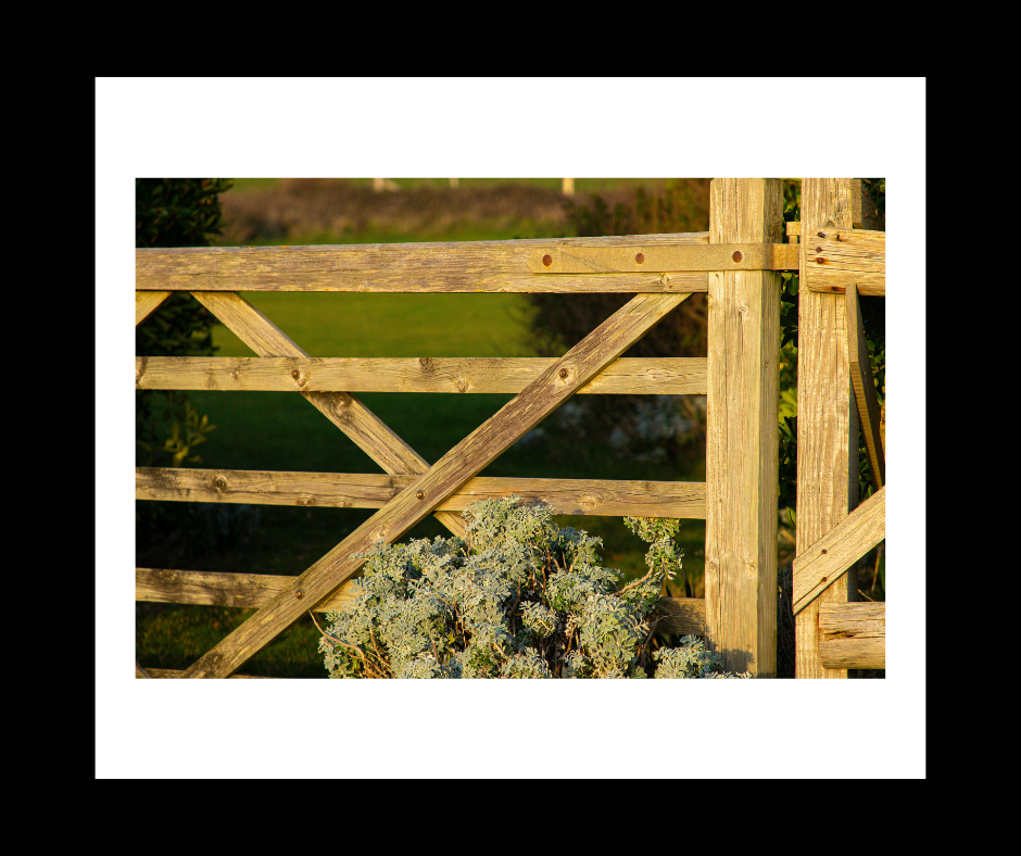 Wooden gate with a crisscross design, bathed in warm sunlight, with green grass and foliage visible beyond.