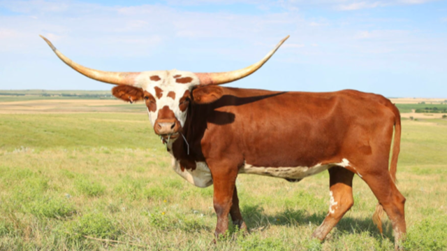 Texas Longhorns Trelane Farms