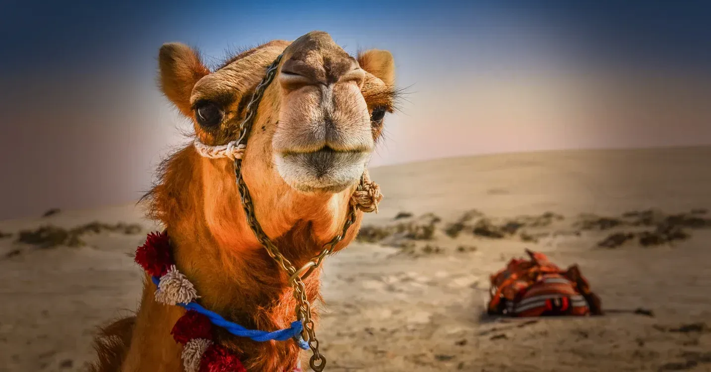 Camel with decorated saddle, silhouetted against a sunset sky.