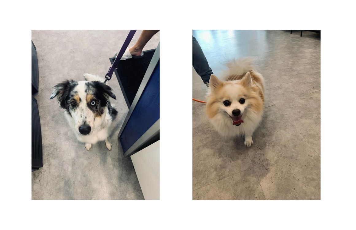 Two dogs are standing next to each other on the floor.