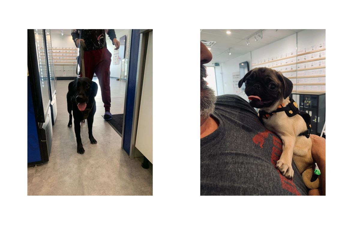 A man is walking a dog and holding a pug puppy.