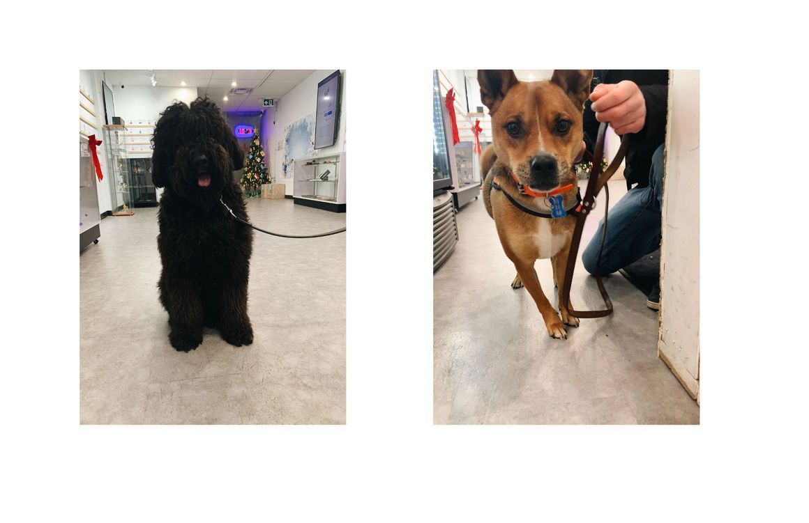 A black dog is standing next to a brown dog on a leash.