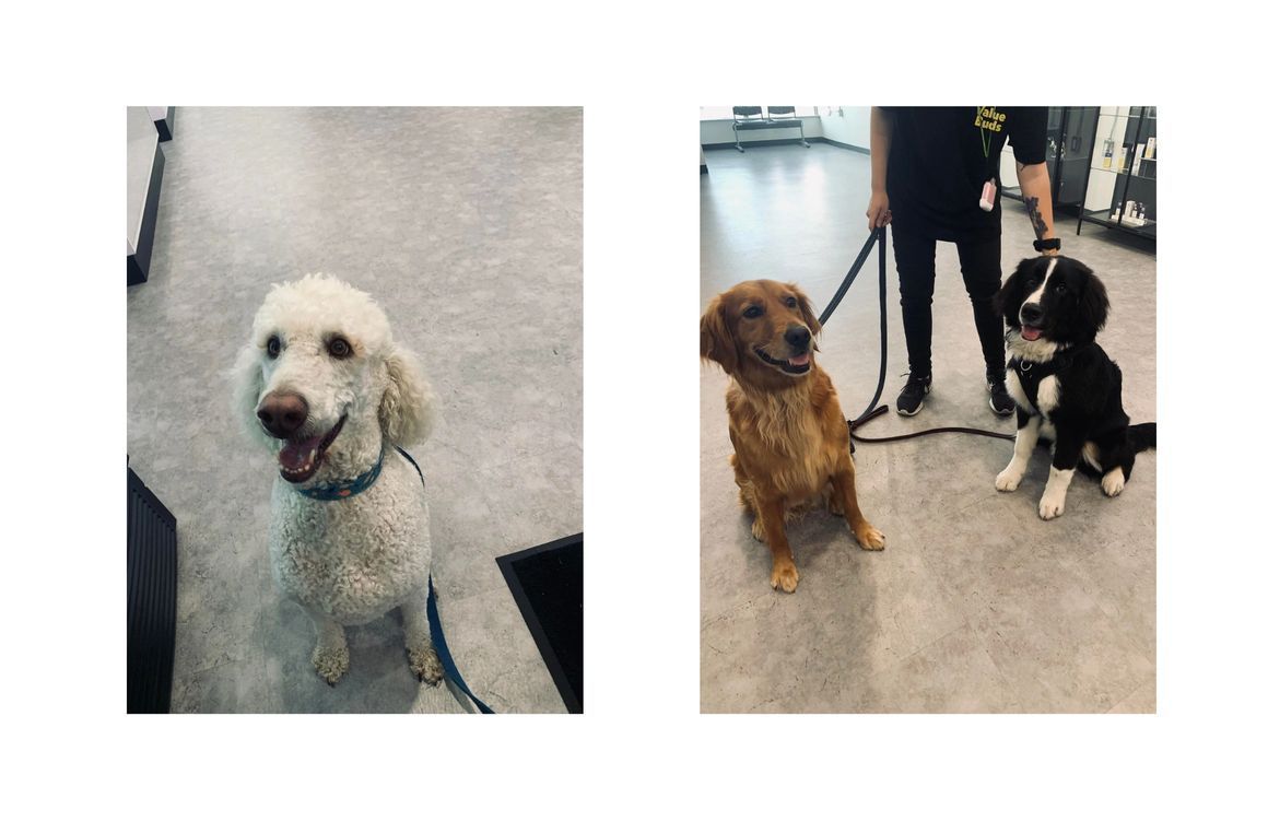 A white poodle and a brown dog are sitting next to each other on a leash.