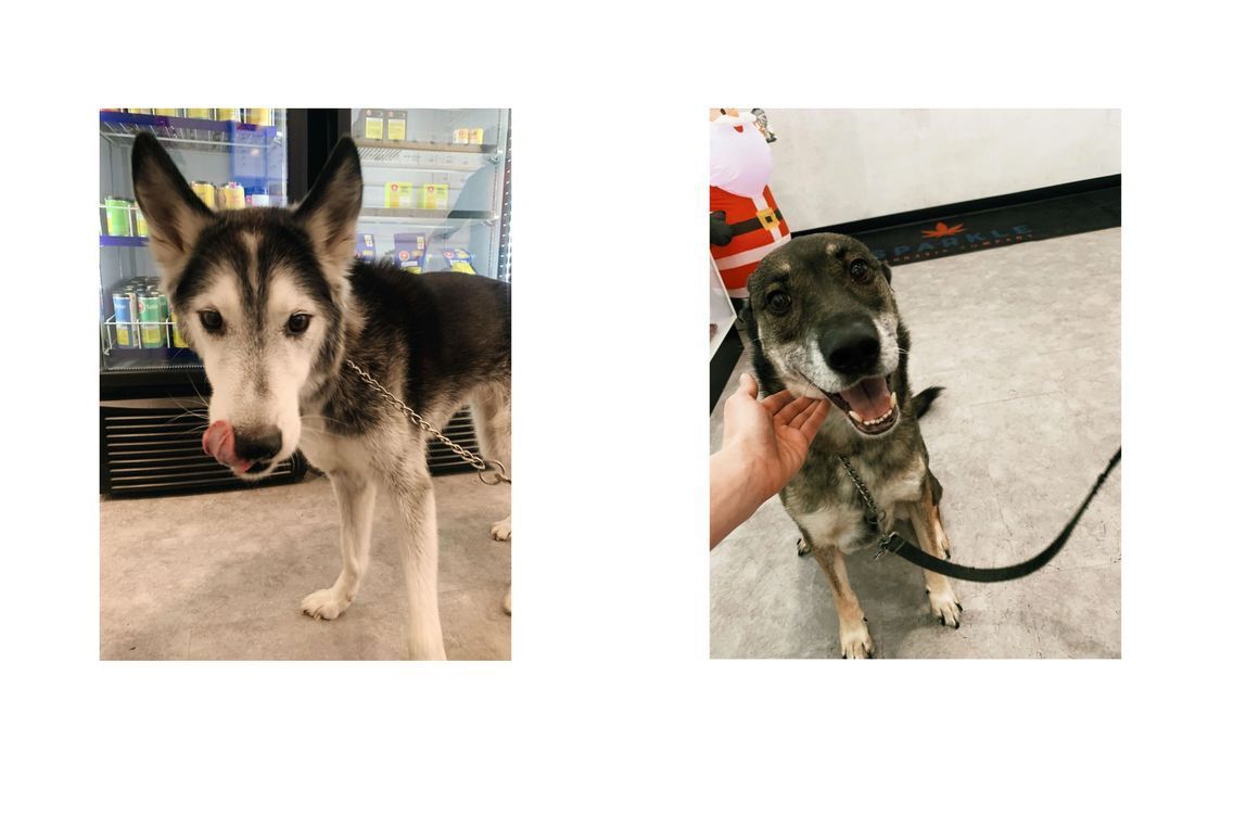 Two pictures of a dog standing next to each other on a leash.