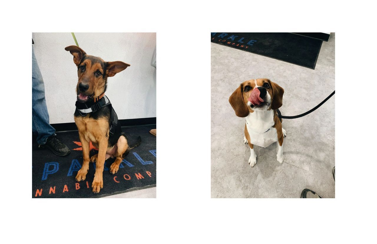 Two dogs are sitting next to each other on a rug.