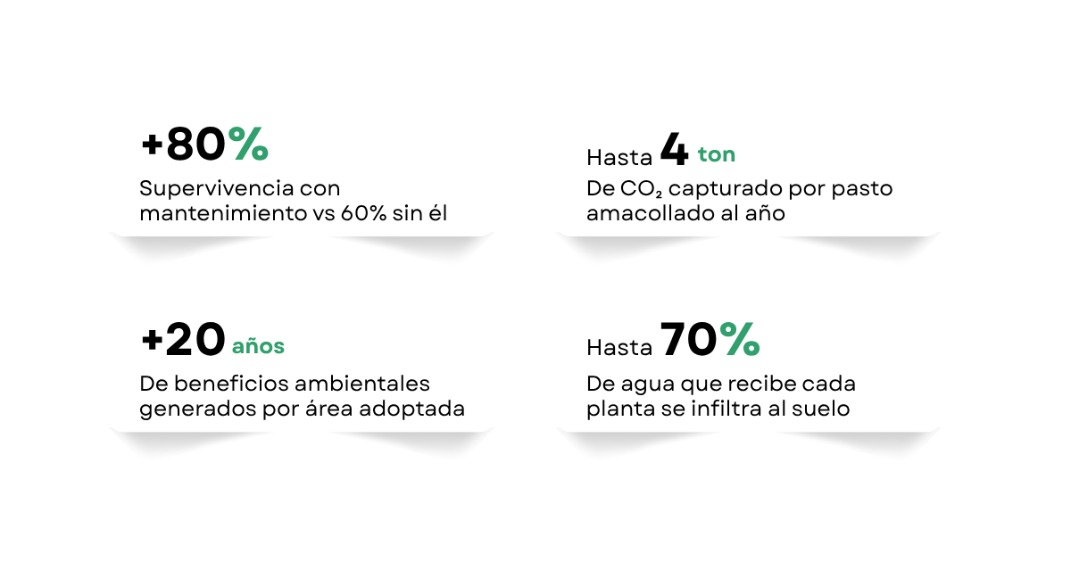 Infografía blanca con cuatro estadísticas verdes: +80%, +4, +20 y +70% con pequeños subtítulos.