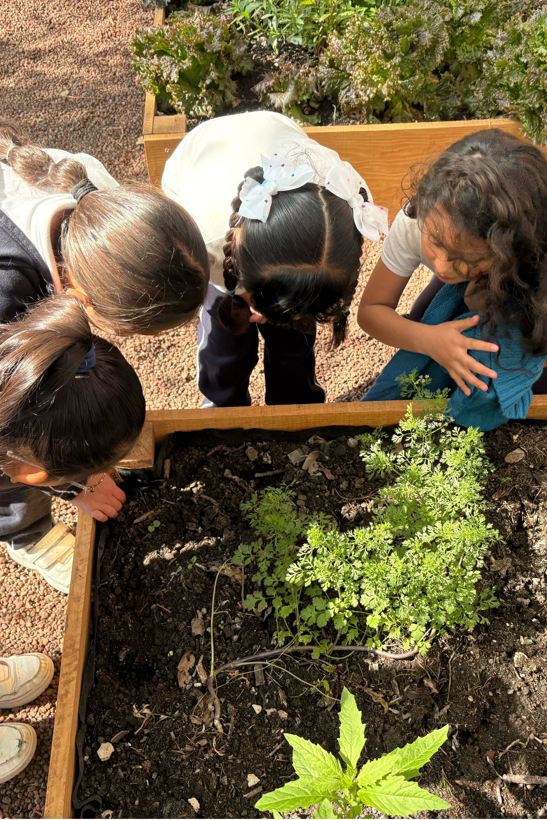 Niños inclinados sobre una jardinera de madera, examinando la tierra y las plantas jóvenes al aire libre.