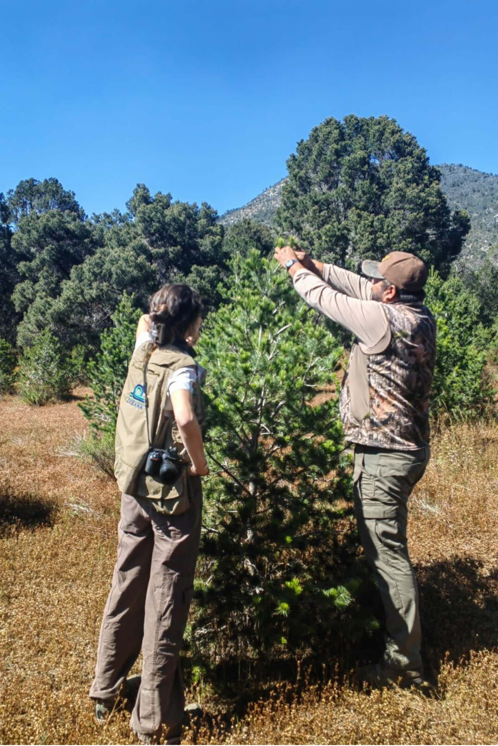 Dos personas inspeccionando un arbusto frondoso al aire libre bajo un cielo azul despejado.