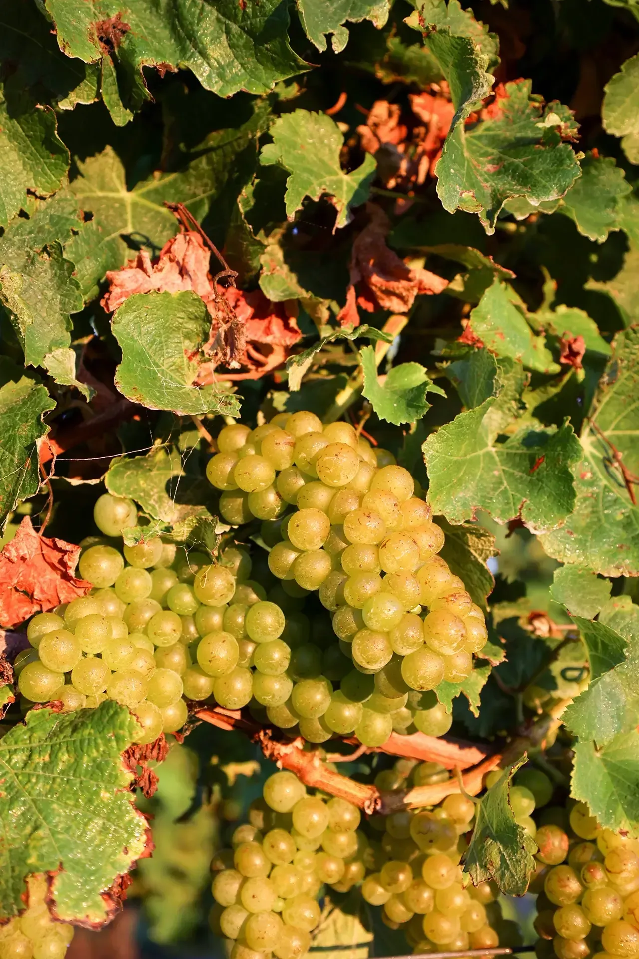 wholesale Marlborough sauvignon blanc