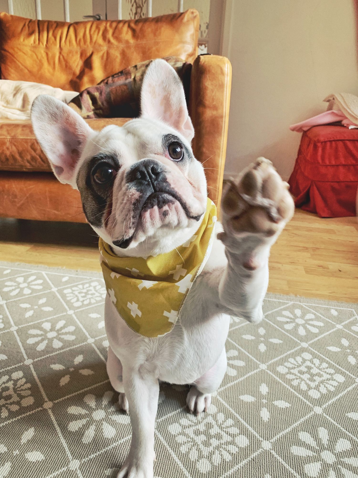 French bulldog wearing a yellow bandana, raising its paw. It sits on a patterned rug in front of a leather couch.