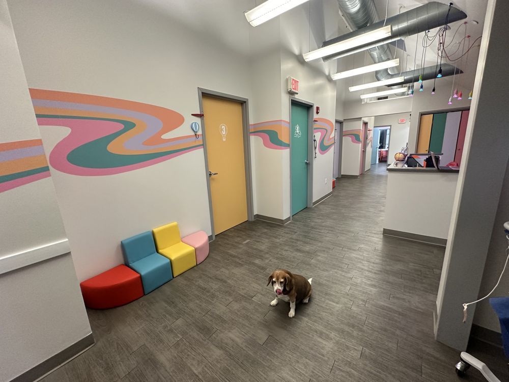 A small brown and white dog is standing in a hallway.