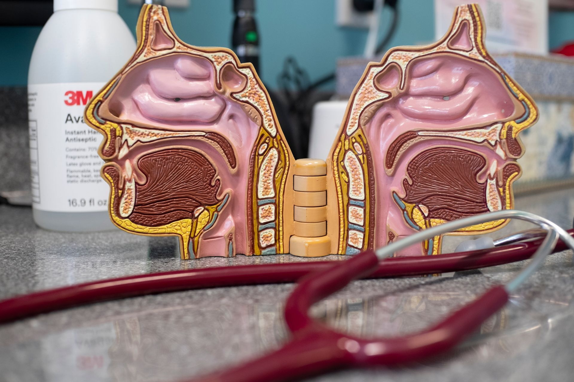 3D model of a set of human lungs