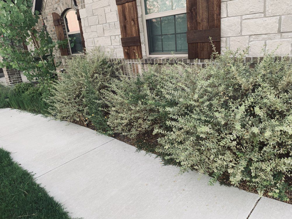 A row of bushes along a sidewalk in front of a brick house.