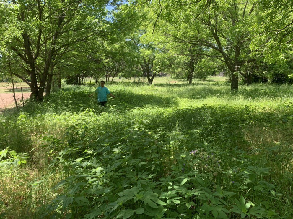 A person is standing in a field of tall grass and trees.