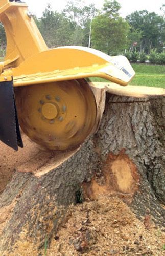 A yellow stump grinder is grinding a tree stump.
