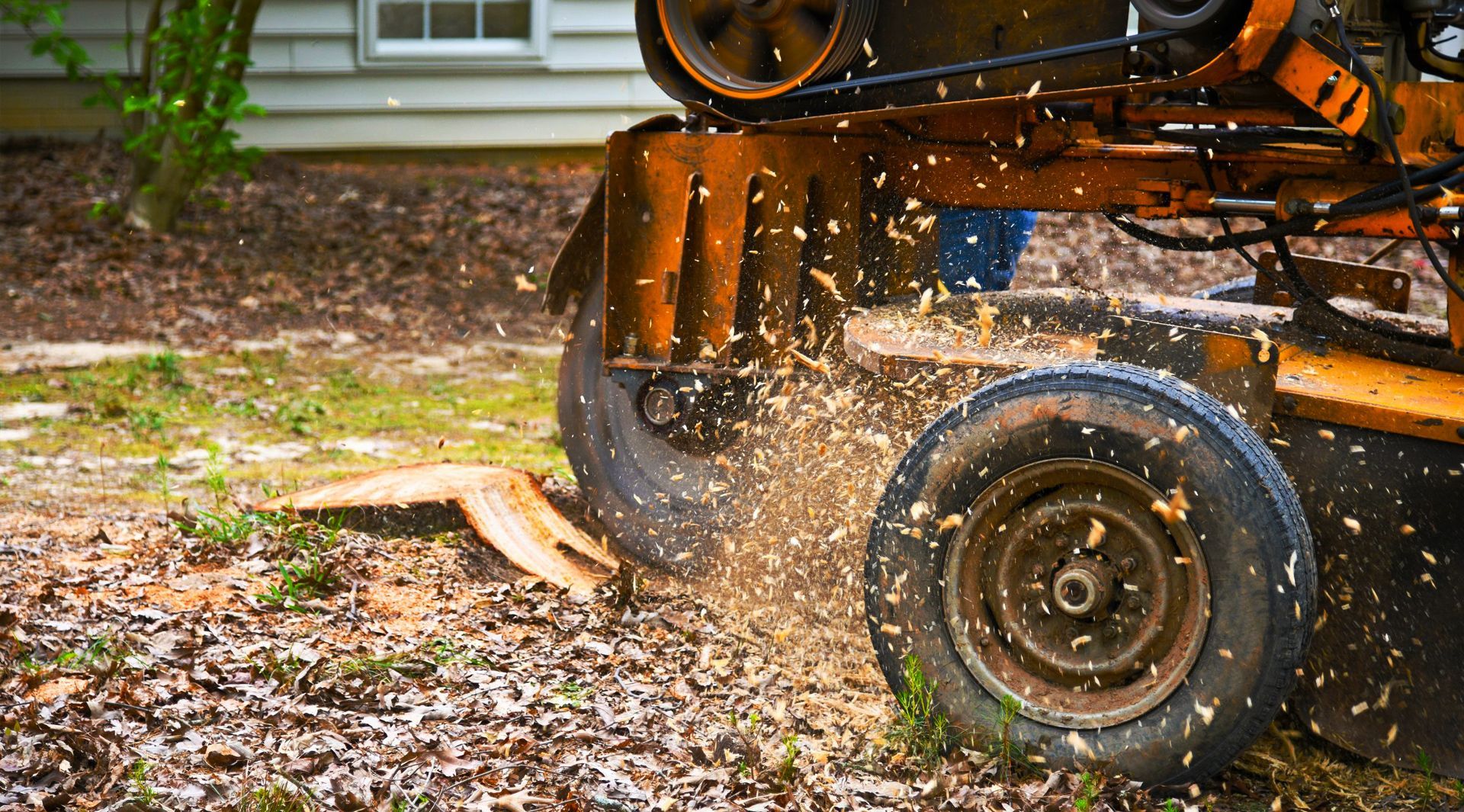 A tree stump grinder is cutting a tree stump in a yard.