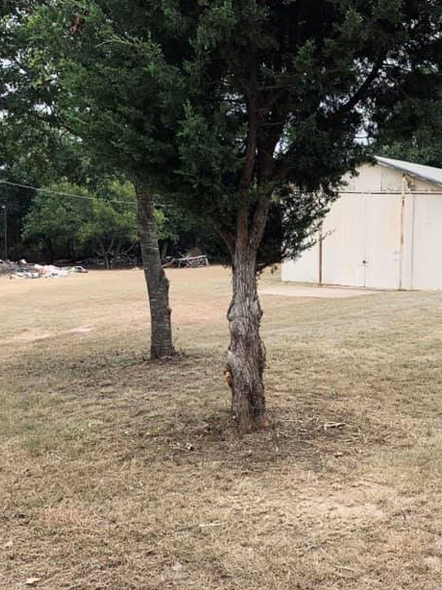 There are two trees in the middle of a field.