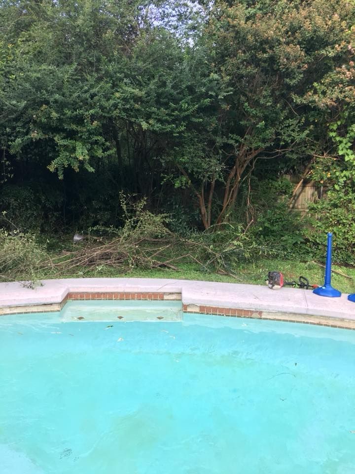 A swimming pool surrounded by trees and bushes in a backyard.