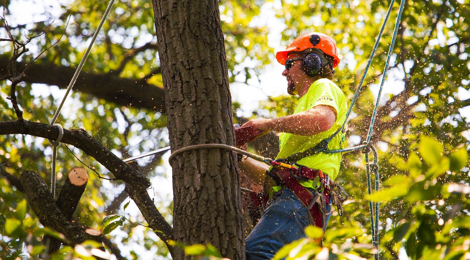 A man is cutting a tree with a chainsaw.