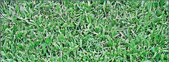 A Close Up of a Lush Green Field of Grass — Turf Central In Chelona, QLD