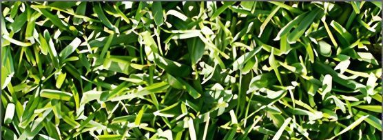 A Close Up of a Lush Green Field of Grass — Turf Central In Chelona, QLD