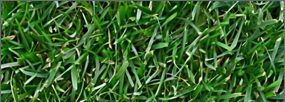 A Close Up of a Lush Green Field of Grass — Turf Central In Chelona, QLD
