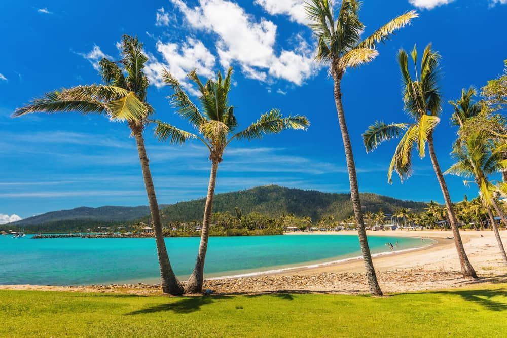 A Tropical Beach With Palm Trees and Mountains in the Background — Turf Central In Airlie Beach, QLD