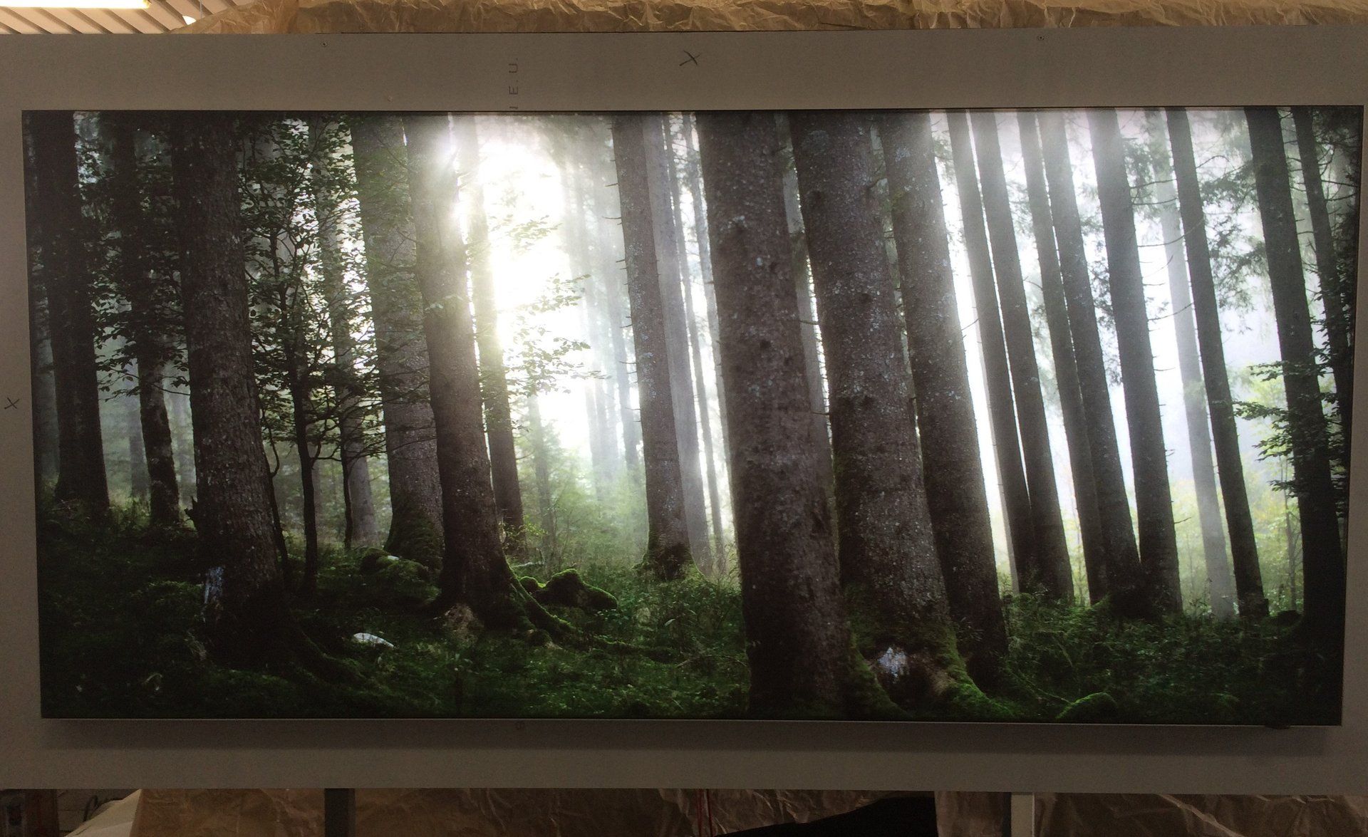 quadro luminoso di un bosco