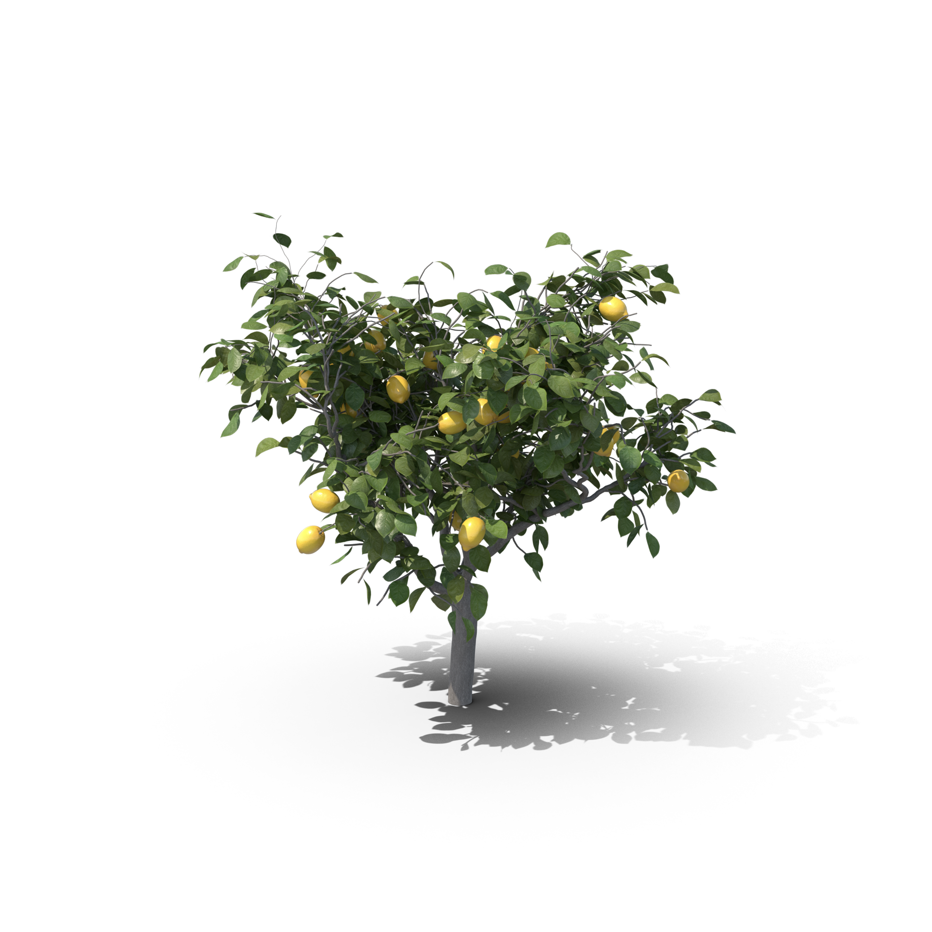 un modello 3d di un albero di limoni con dei limoni sopra