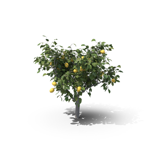 un modello 3d di un albero di limoni con dei limoni sopra