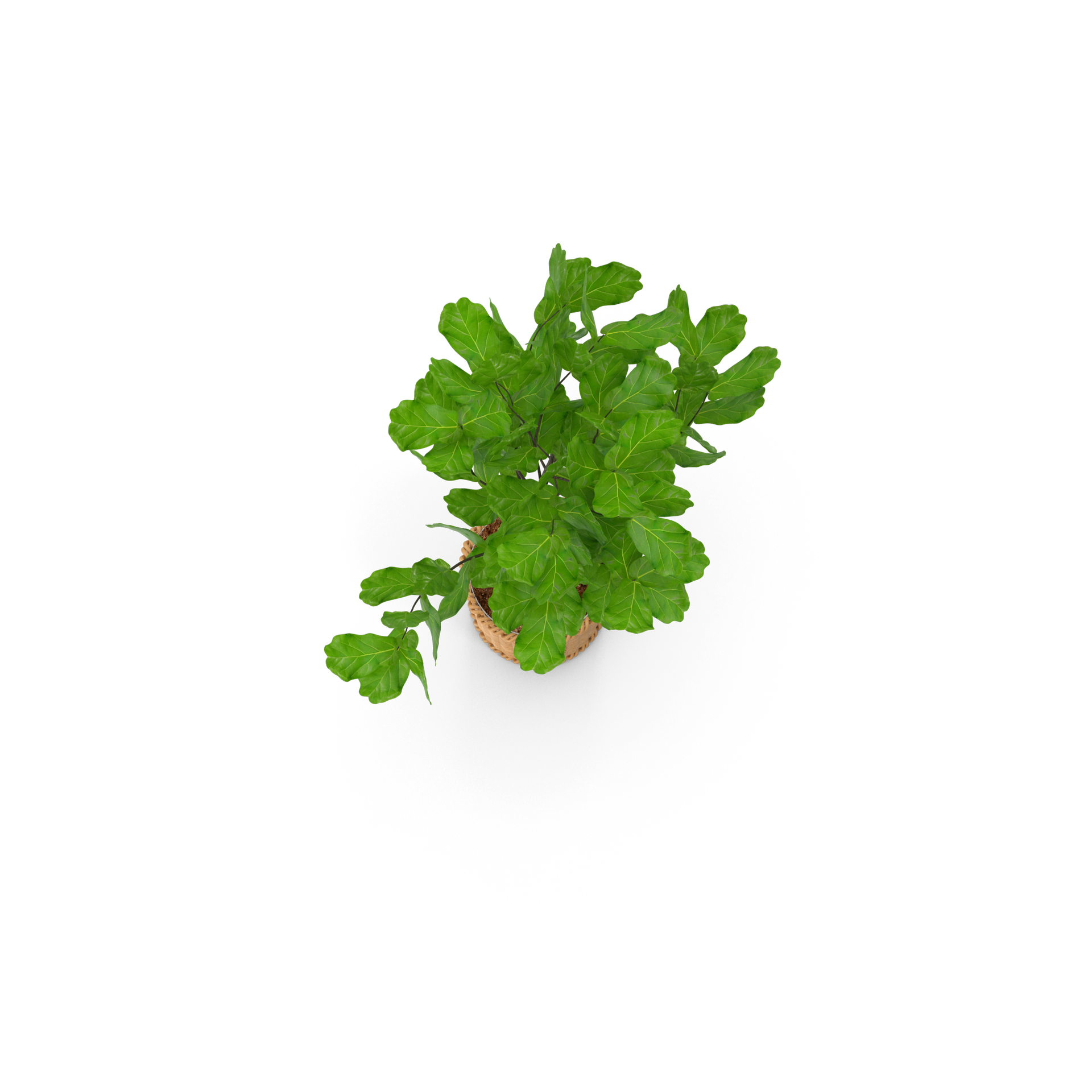 una pianta in vaso con foglie verdi su sfondo bianco