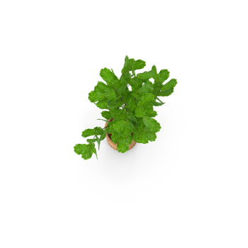 una pianta in vaso con foglie verdi su sfondo bianco