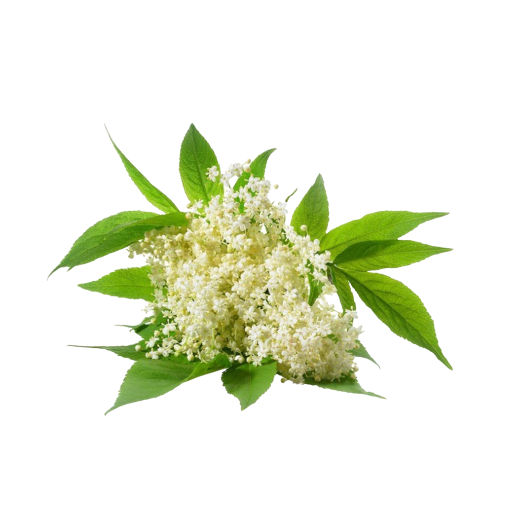 un mazzo di fiori bianchi con foglie verdi su sfondo bianco