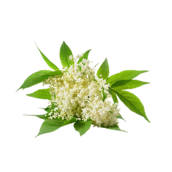 un mazzo di fiori bianchi con foglie verdi su sfondo bianco