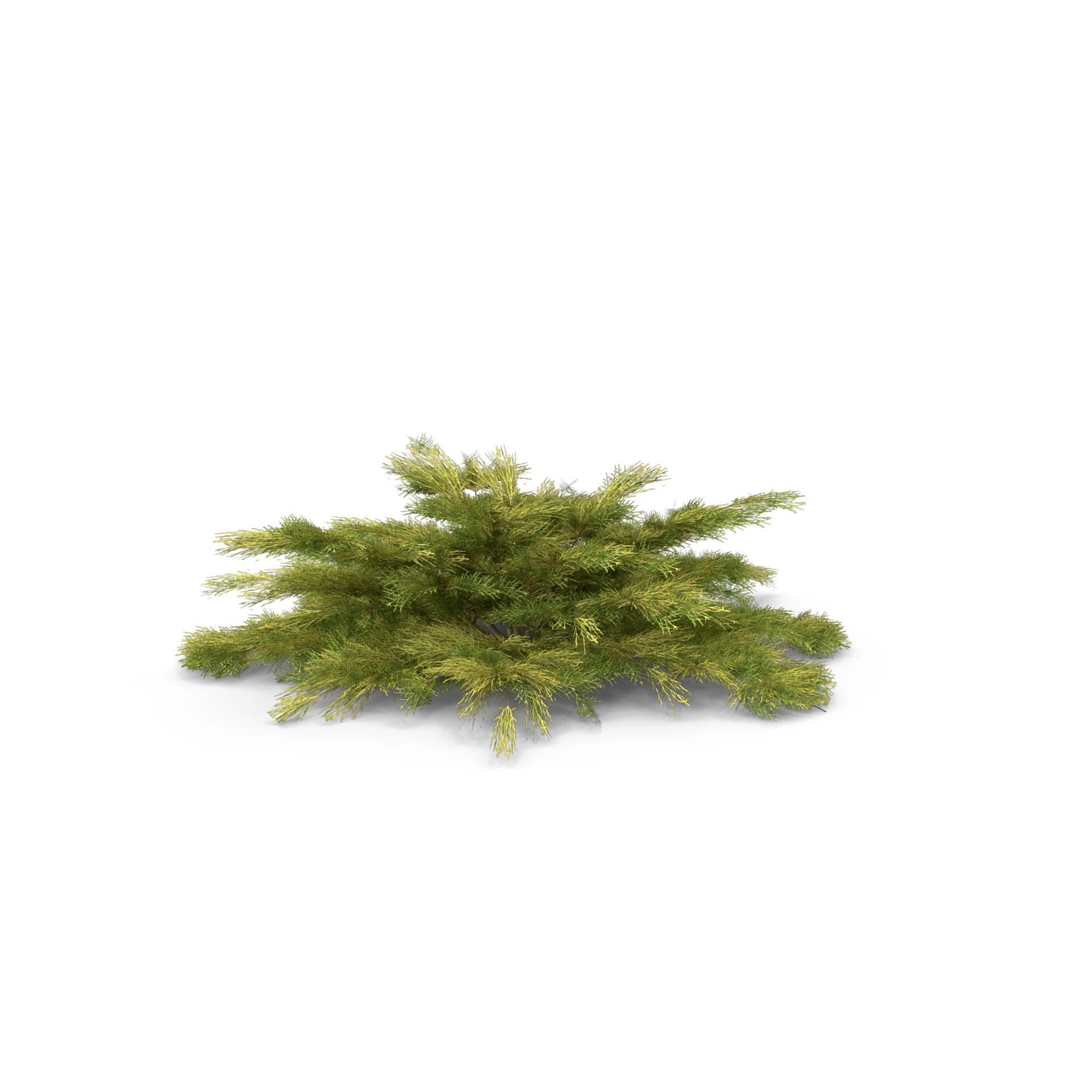 un piccolo cespuglio con tante foglie verdi su sfondo bianco.