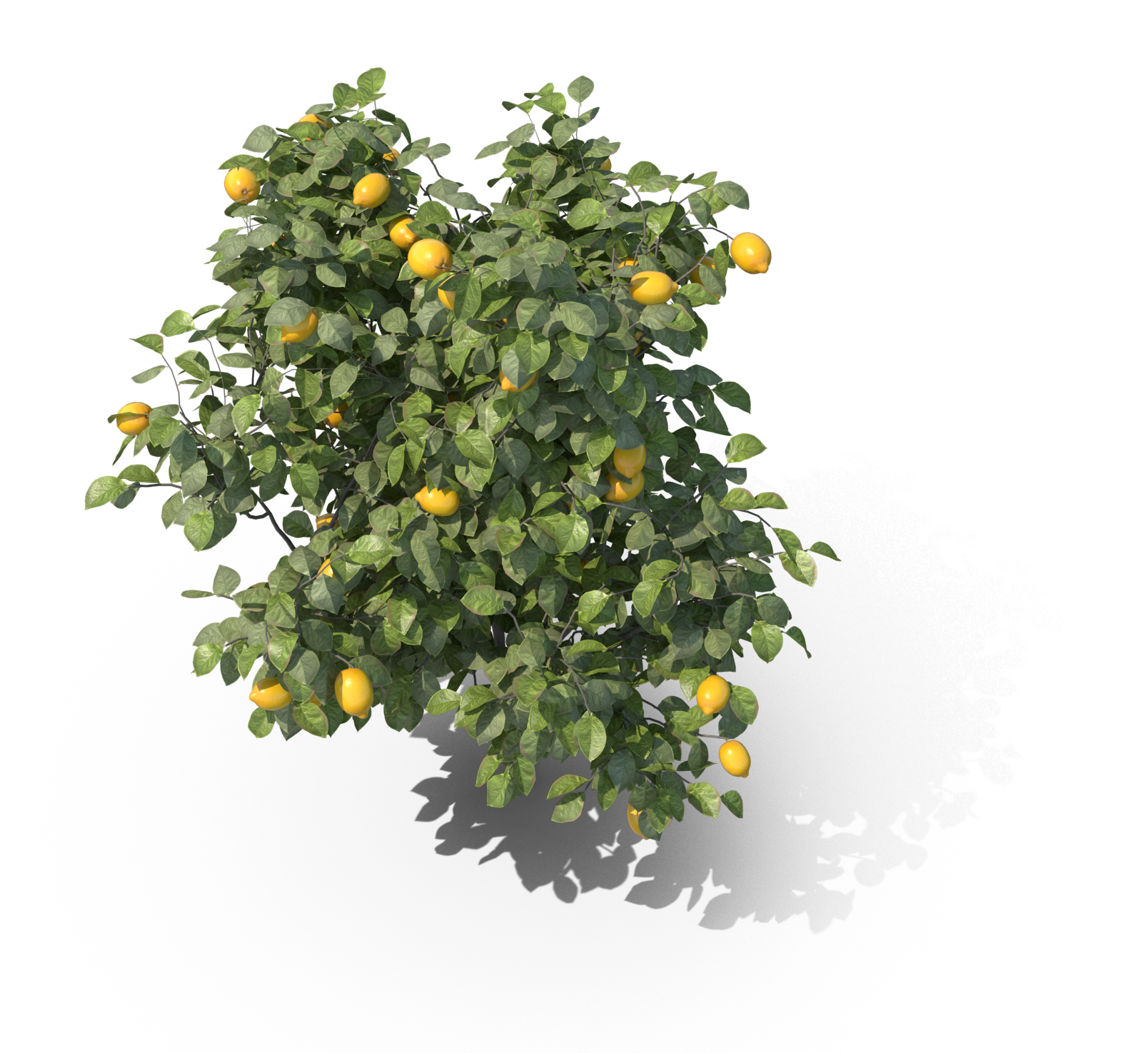 un modello 3d di un albero di limoni con tanti limoni sopra.