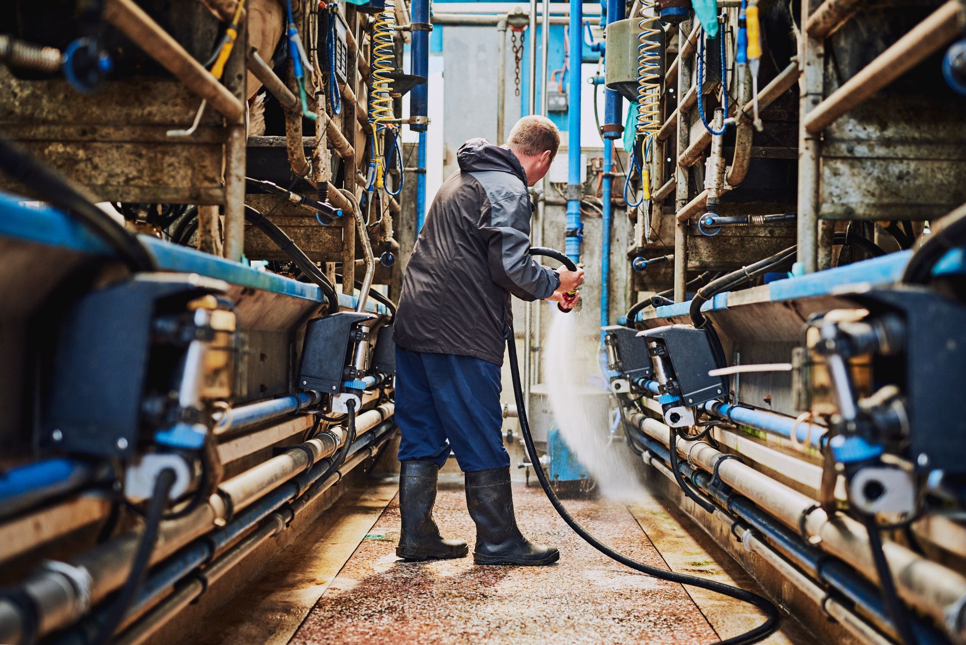 A person is cleaning a milking parlour with a hose.