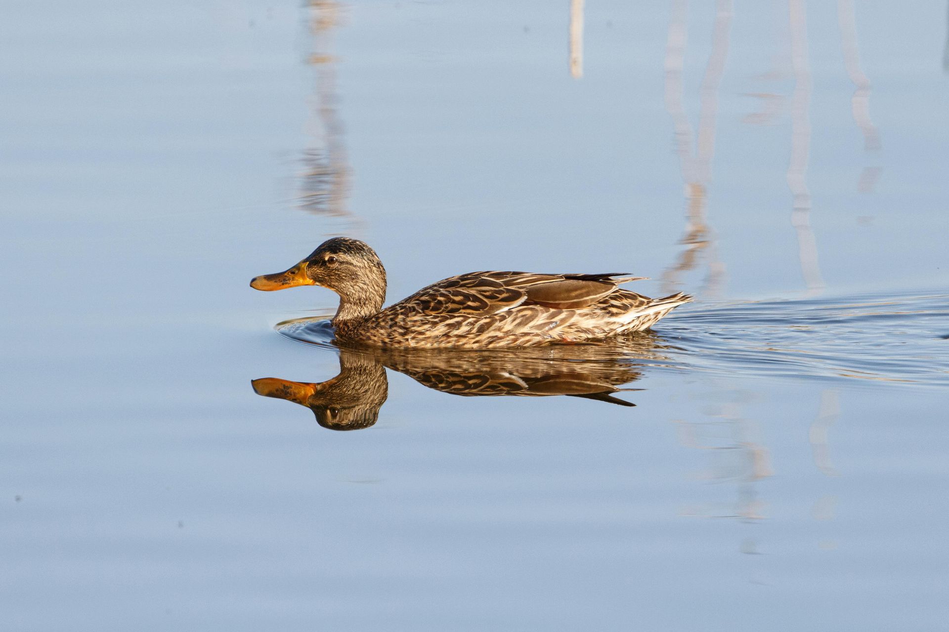 A duck is swimming in a body of water.