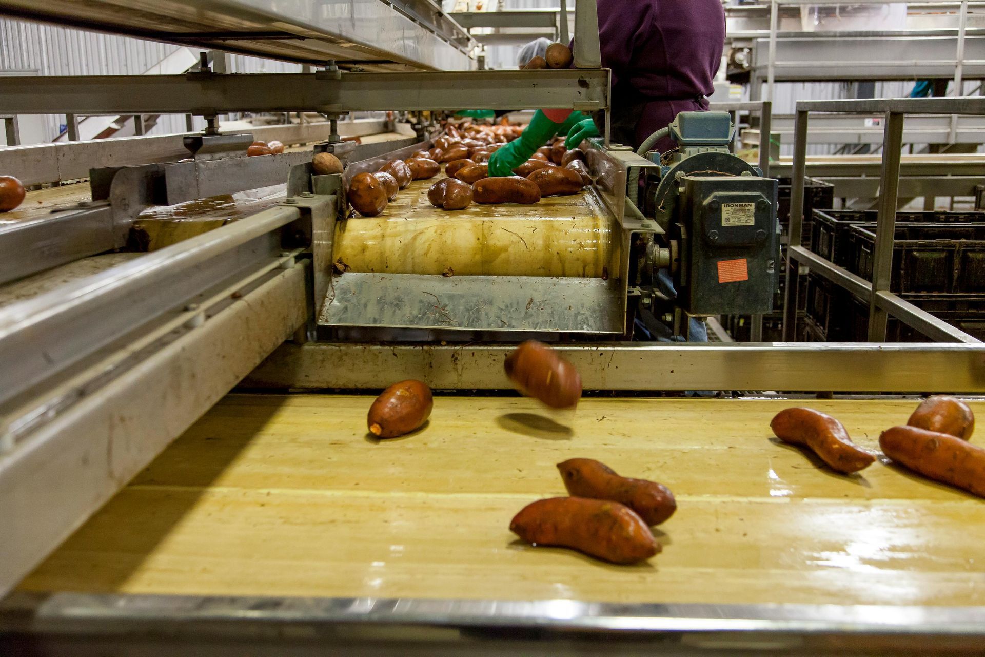 Sweet potatoes on a conveyor belt in a processing plant, being sorted and moved.