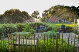 A sprinkler is spraying water in a garden behind a wooden fence.