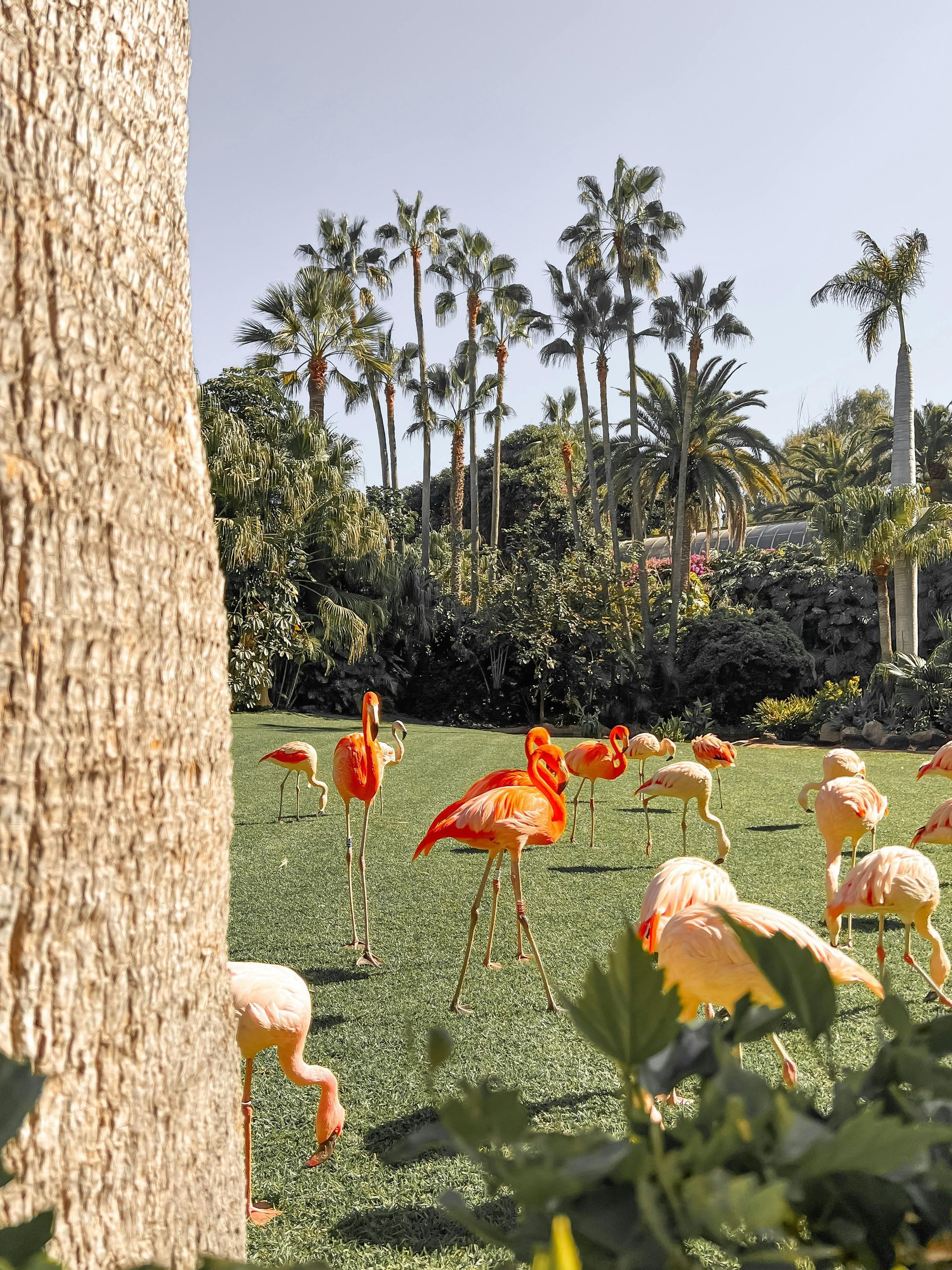 A flock of flamingos are standing in a grassy field.