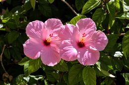 Two pink hibiscus flowers are surrounded by green leaves
