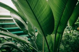 A close up of a large green leaf of a plant.