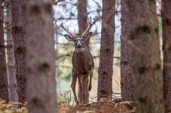 Michigan Whitetail Deer Hunting Ranch Trophy Whitetail Deer Hunting Guide 