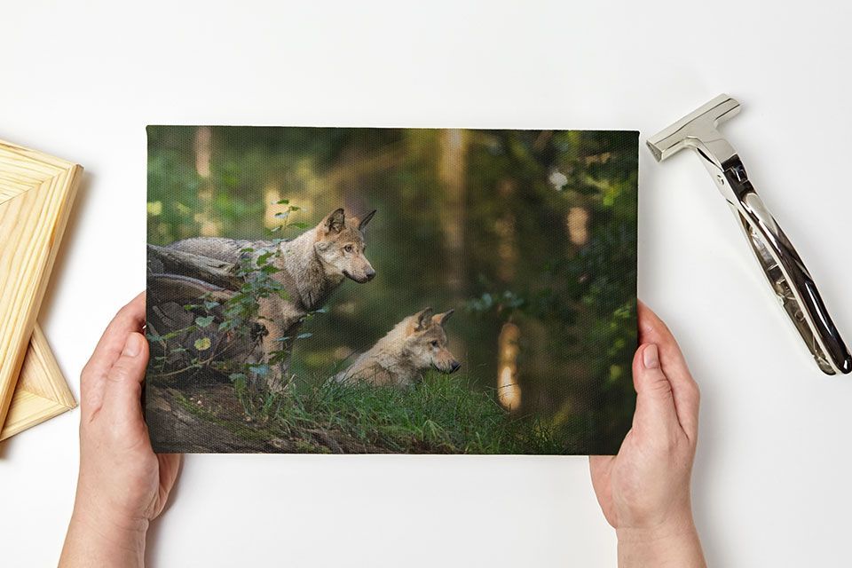 A pair of hands holding a stretched photo canvas featuring wild wolves.