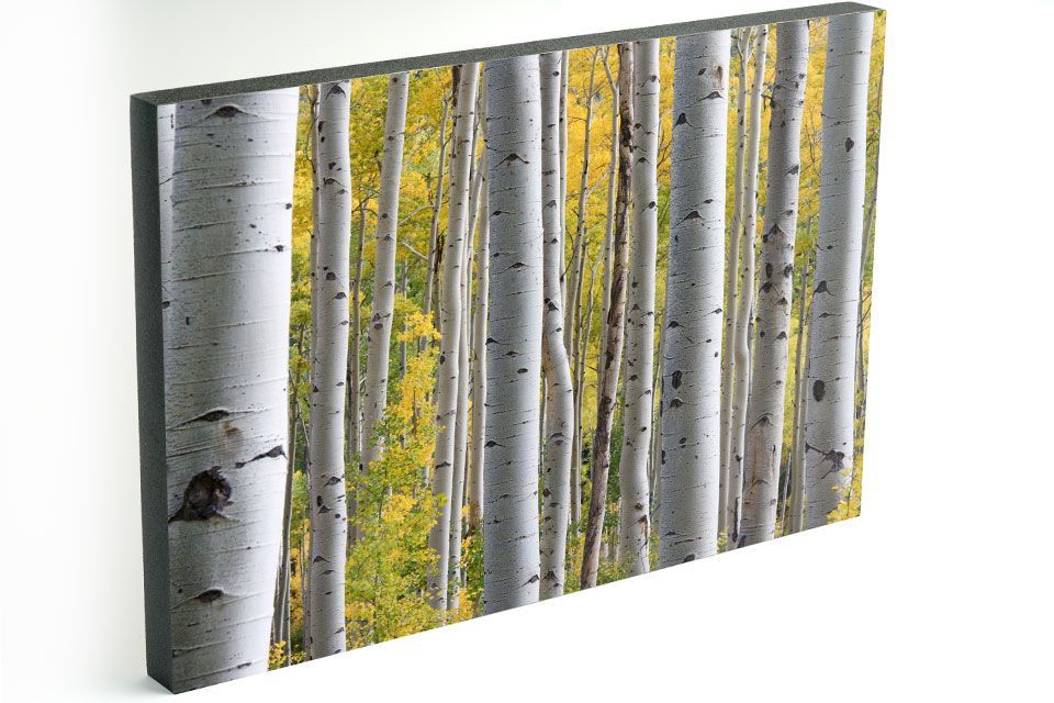 Aspen trees in Colorado printed and mounted on studio blocks