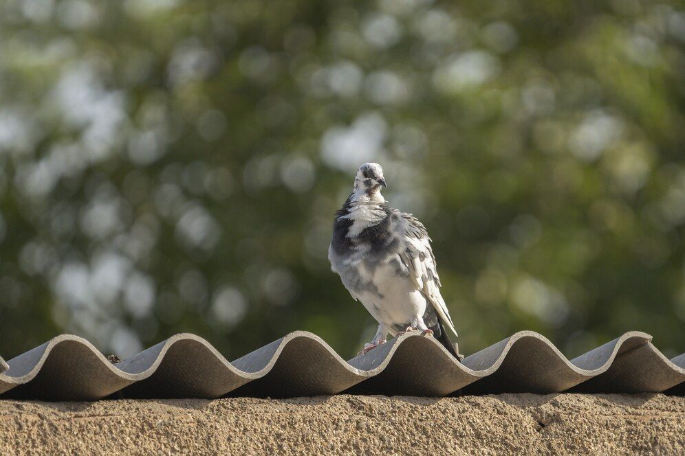 Shingle Roof