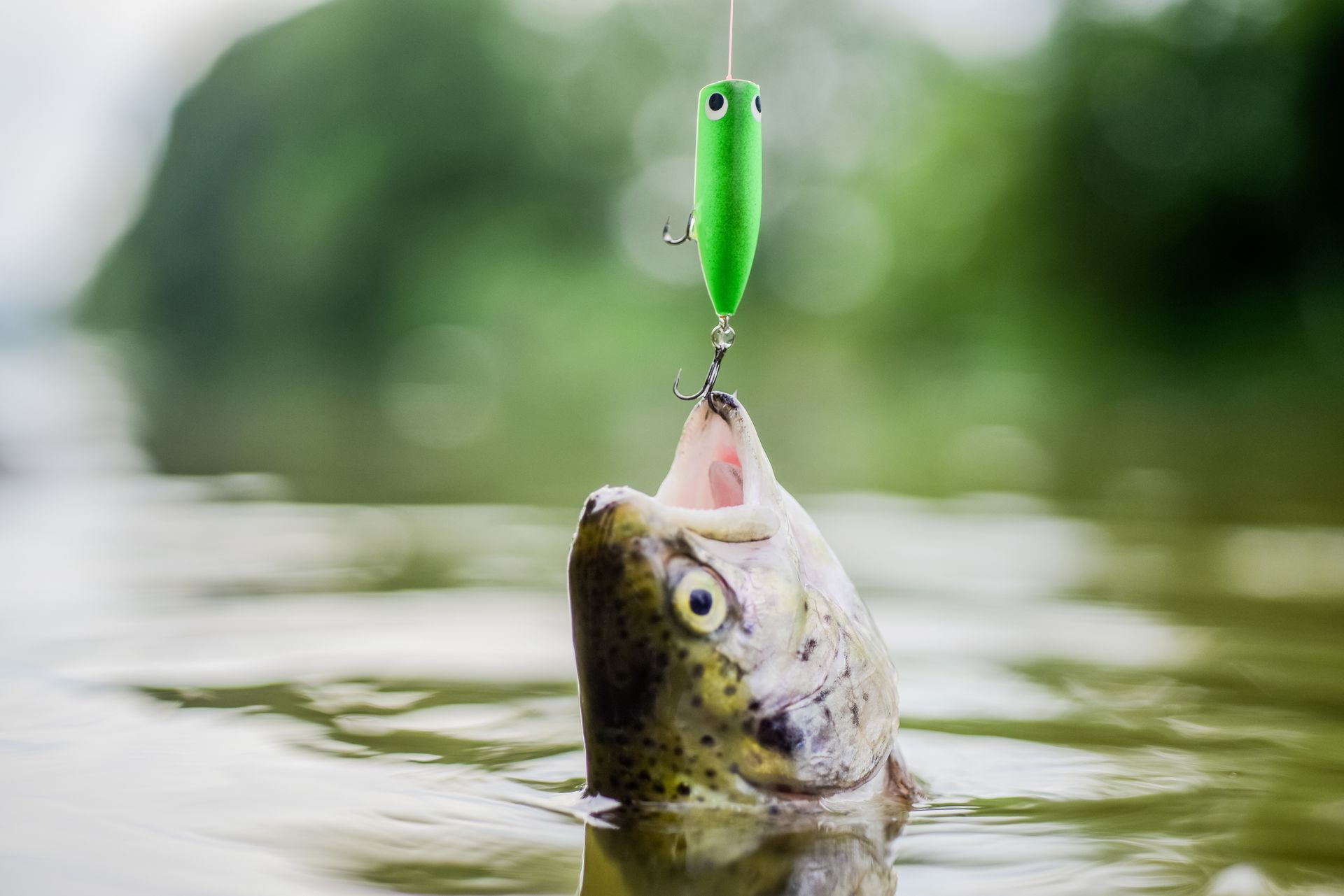 Fish jumping out of water, mouth open, about to eat a green fishing lure.